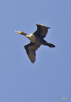 Double crested-Cormorant